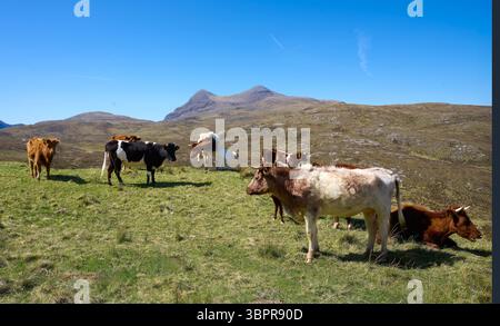 Bovins et veaux écossais qui paissent sur un pâturage dans les hautes terres du nord de l'Écosse Banque D'Images