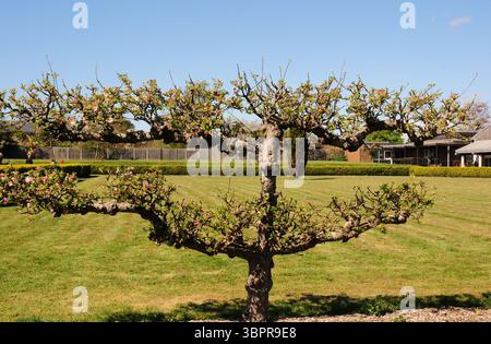 Pommier dressé par espalier venant fleurir dans les jardins du Palais romain de Fisihbourne, Chichester. Banque D'Images
