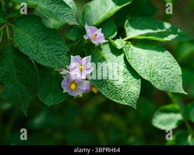 Gros plan d'une plante de pomme de terre en fleurs Banque D'Images