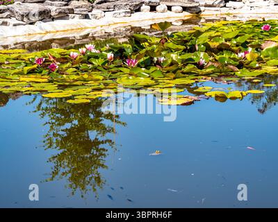 Un étang serein rempli de nénuphars verts vibrants et de nénuphars roses, reflétant les arbres et les rochers dans l'eau calme. Banque D'Images