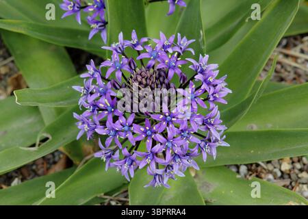 Scilla Peruviana. Courge portugaise affichant une étoile bleu foncé caractéristique comme des fleurs, poussant dans un jardin britannique abrité. Banque D'Images
