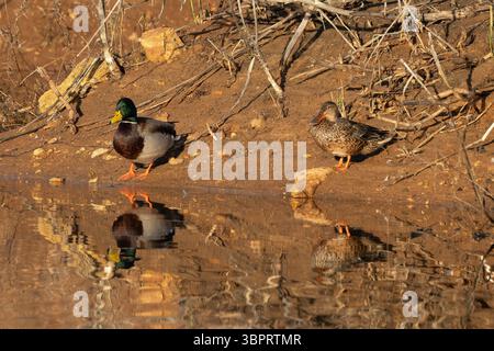 Une paire de colverts sur la rive d'un étang naturel, reflété dans l'eau. Banque D'Images