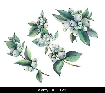 Aquarelle dessinée à la main de feuilles de houx de neige et de baies. Élément botanique détaillé parfait pour les collections d'art clip de Noël et floral d'hiver Banque D'Images