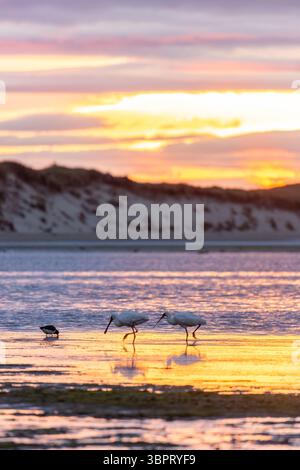 La spatule royale (Platalea regia), également connue sous le nom de spatule à bec noir, Moray Terrace Reserve, Fortrose, les Catlins, Nouvelle-Zélande Banque D'Images