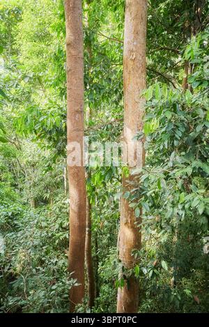 Photo d'une forêt tropicale à Bornéo, Sabah, Malaisie. Banque D'Images