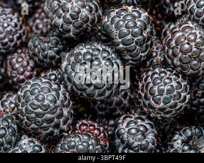 Tas de framboises noires mûres fraîchement récoltées (Rubus occidentalis L.). Plein format. Récolte de fruits de mûre avec des feuilles vertes. L'agriculture biologique, lui Banque D'Images