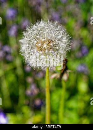 Tête de graine du pissenlit ou Taraxacum avec graine avant dispersion par le vent. Banque D'Images
