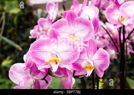 Orchidées rose vif et blanc phalaenopsis avec des motifs complexes en pleine floraison dans un cadre de jardin luxuriant Banque D'Images