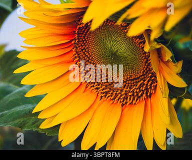 Gros plan des pétales et des graines de tournesol, Călărași, Roumanie, 29 juin 2025 Banque D'Images