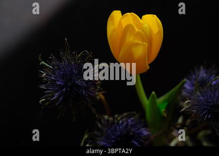 Arrangement floral avec tulipe jaune avec tige et houx de mer violet sur fond sombre. Bouquet et décoration de la maison. Espèces de plantes, floristiques Banque D'Images