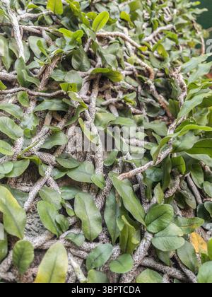 Fougère (peut-être Microgramma nitida) poussant sur le tronc d'arbre, à Fernando de la Mora, Paraguay Banque D'Images