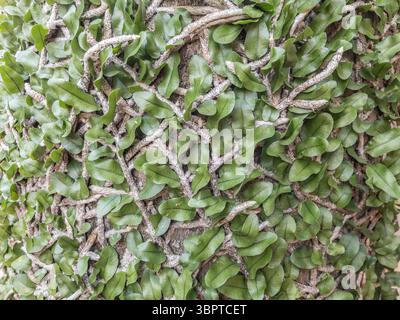 Fougère (peut-être Microgramma nitida) poussant sur le tronc d'arbre, à Fernando de la Mora, Paraguay Banque D'Images
