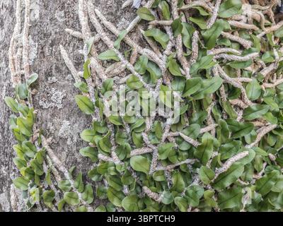 Fougère (peut-être Microgramma nitida) poussant sur le tronc d'arbre, à Fernando de la Mora, Paraguay Banque D'Images