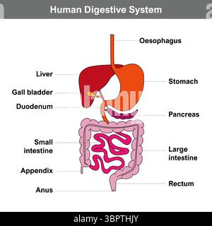 Anatomie de l'appareil digestif humain avec description des parties internes correspondantes. Schéma simplifié du tube digestif. Illustration vectorielle Illustration de Vecteur