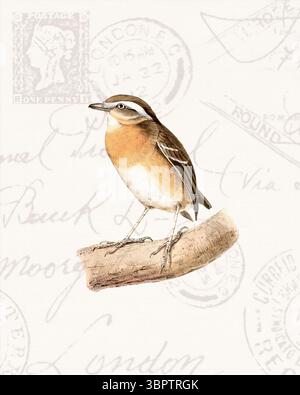 Illustration colorée d'oiseaux tropicaux perchée sur une branche. Style aquarelle doux avec des timbres vintage en arrière-plan. Banque D'Images