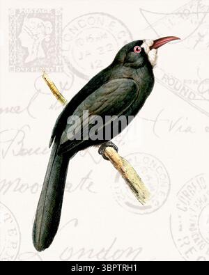 Illustration colorée d'oiseaux tropicaux perchée sur une branche. Style aquarelle doux avec des timbres vintage en arrière-plan. Banque D'Images