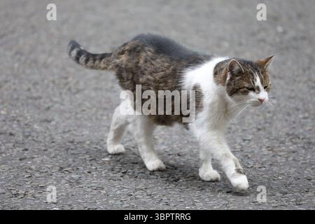 Londres, Royaume-Uni. 09 juillet 2025. LONDRES, ANGLETERRE - 9 JUILLET : Larry le chat, chef Mouser au Cabinet Office de Downing Street le 9 juillet 2025 à Londres, Angleterre. CAP/GED © GED/Capital Pictures crédit : Capital Pictures/Alamy Live News Banque D'Images