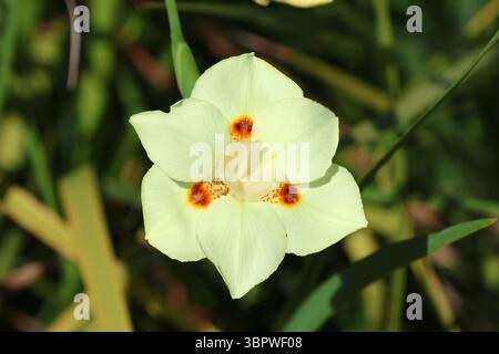 Fleur sur une plante Dietes Bicolor dans un jardin Banque D'Images