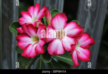 Rose du désert rose et blanc fleurs adenium sur une plante dans un jardin Banque D'Images