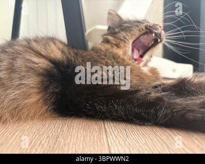 Un chat adulte gris bâille tout en étant allongé sur le sol à la maison par une chaude journée ensoleillée. Vie des animaux de compagnie. Banque D'Images