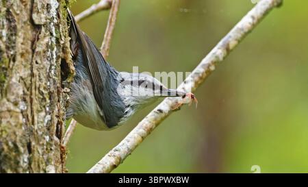 Écoutille eurasienne (Sitta europaea) assise sur un rocher, Japon Banque D'Images