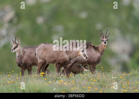 Chamois alpin ( Rupicapra rupicapra ), troupeau de liitle, femelles avec un jeune allaité, faune, Europe. Banque D'Images