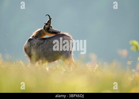 Chamois alpin ( Rupicapra rupicapra ), adulte, debout dans l'herbe luxuriante d'un pré alpin fleuri, toilettant son dos, belle lumière brillante, faune, E Banque D'Images