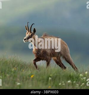Chamois alpin ( Rupicapra rupicapra ) marcher en montée, sur la prairie alpine verte, pour le fourrage, dans un cadre magnifique, la faune, l'Europe. Banque D'Images