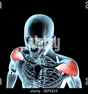 Cette illustration 3D montre la position anatomique des muscles deltoïdes sur le corps radiographique Banque D'Images