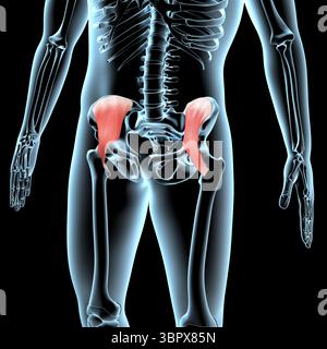 Cette illustration 3D montre la position anatomique des muscles iliaques sur le corps radiographique Banque D'Images