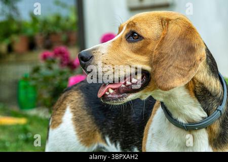 Un chien Beagle joyeux debout dans un jardin, regardant sur le côté avec sa langue dehors. Le chien porte un collier et est entouré de fleurs et de verdure. Banque D'Images
