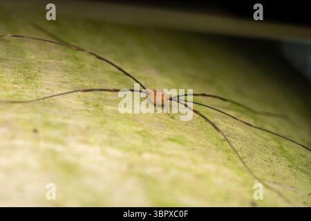 Macro photographie frontale d'un récolteur (Opiliones) perché sur l'écorce d'un bouleau. L’image met en évidence les longues jambes et le petit corps de l’arachnide Banque D'Images
