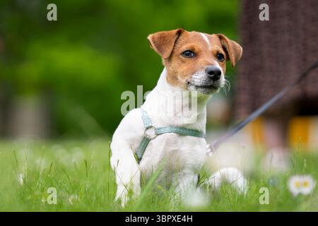 Chiot Jack Russell Terrier à revêtement lisse pur dans le jardin. Jack Russell Terrier chiot, bronzé et blanc, à l'extérieur dans le parc. Banque D'Images