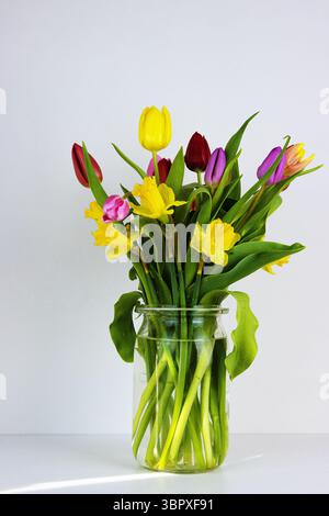 Tulipes printanières colorées et jonquilles disposées dans un vase en verre transparent sur un fond neutre. Banque D'Images