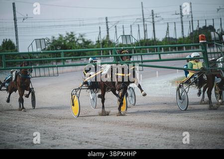 Padoue, italie 8 juillet 2025, chevaux et jockeys en compétition attelée franchissent la ligne d'arrivée à l'hippodrome Banque D'Images