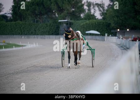 Padoue, italie 8 juillet 2025, cheval brun trot sur une piste de sable tirant un sulky à deux roues lors d'une compétition de courses attelées Banque D'Images