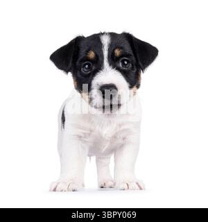 Adorable chien Jack Russell, debout face à l'avant. Regarder attentif à la caméra. Isolé sur fond blanc. Banque D'Images