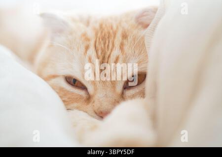 Gros plan Little Kitty se trouve sur fond clair flou Banque D'Images