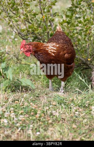 gros plan de poule dans la cour de ferme Banque D'Images