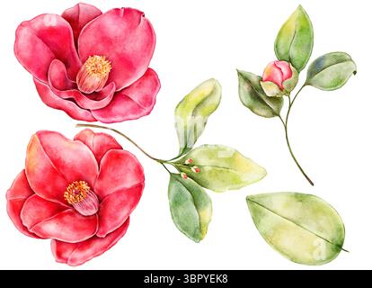 Un ensemble de fleurs de camélia rouge-rose, de bourgeons et de feuilles vertes fraîches dans un style aquarelle, parfait pour les compositions florales, la création de motifs, les invitations Banque D'Images