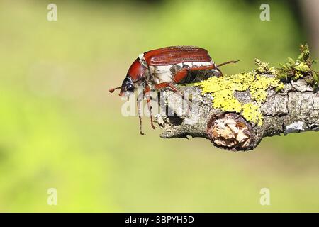Coléoptère, cafard de bois (Melolontha hippocastani), femelle, sur une branche couverte de lichen, gros plan, Wilnsdorf, Rhénanie du Nord-Westphalie, Allemagne Banque D'Images