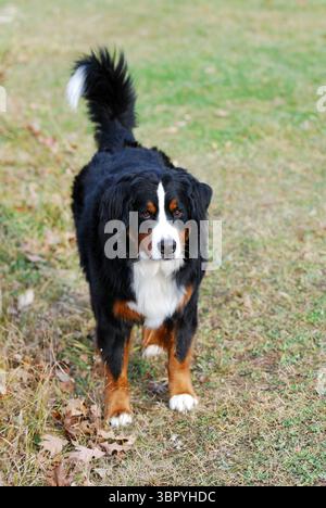 Chien de montagne bernois mignon debout dans la cour Banque D'Images