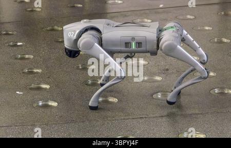 Chien robot hautes performances Unitree Go2 Pro dans le couloir du centre commercial Arenas de Barcelona, Barcelone, province de Barcelone, Catalogne, Espagne Banque D'Images