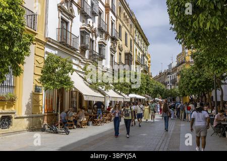 Rue C. Mateos Gago, Casco Antiguo avec restaurants, souvenirs et boutiques, plein de touristes dans le centre historique, Séville, Province de Séville, et Banque D'Images