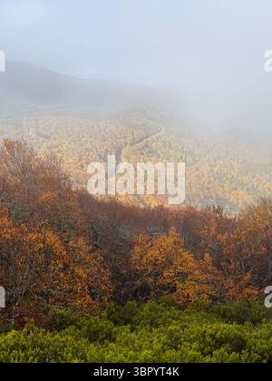 Hayedo de la Pedrosa zone naturelle protégée, forêt de hêtres saison d'automne avec brouillard Banque D'Images