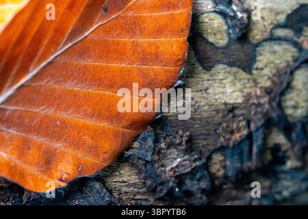 Photographie macro d'une feuille de hêtre tombée reposant sur un morceau de bois mort dans un cadre de forêt automnale. L'accent est mis sur la surface texturée du le Banque D'Images
