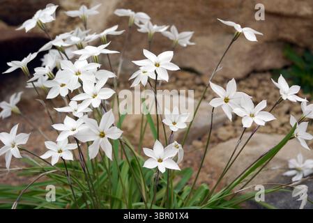 Ipheion blanc 'Alberto Castillo' (Starflower) fleurs exposées dans la Maison alpine au RHS Garden Harlow Carr, Harrogate, Angleterre, Royaume-Uni. Banque D'Images