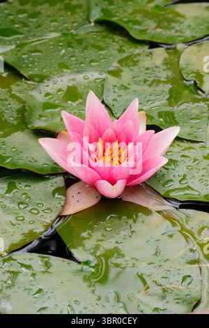 Bassin de liliy d'eau. Nymphaea. Fleur de nénuphar rose sur des nénuphars dans un petit étang domestique. ROYAUME-UNI. Nymphaeaceae Banque D'Images