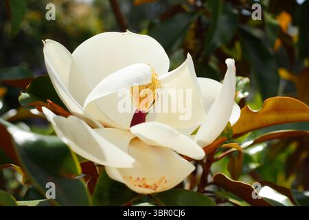 Magnolia. Magnolias. Close up.Magnolia grandiflora Bracken's Brown Beauty affichant des feuilles teintées brunes et des fleurs blanches crémeuses. ROYAUME-UNI Banque D'Images
