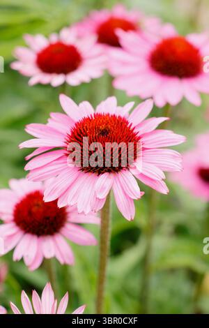 Echinacea purpurea 'Magnus' pourpre coneflower en bordure de jardin d'été. ROYAUME-UNI Banque D'Images